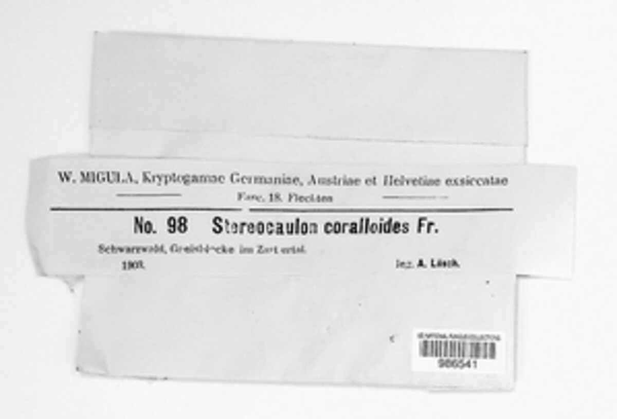Stereocaulon corallinoides image